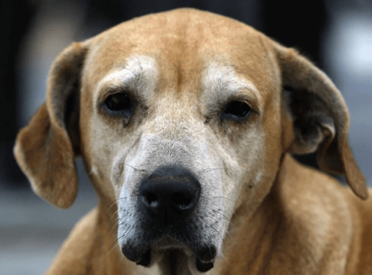 contioutra.com - Com f&eacute; e esperan&ccedil;a, c&atilde;o aguarda h&aacute; dois anos que seu dono saia do hospital