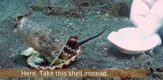 Mergulhador flagra polvo bebê morando em copo plástico