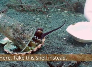 Mergulhador flagra polvo bebê morando em copo plástico