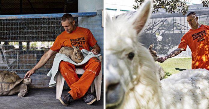 Nesta prisão, detentos cuidam de animais abandonados e ambos ganham uma nova chance