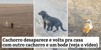 Cãozinho desaparecido volta para casa com outro cachorro e um bode Cãozinho desaparecido volta para casa com outro cachorro e um bode