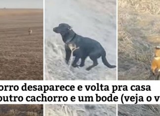 Cãozinho desaparecido volta para casa com outro cachorro e um bode