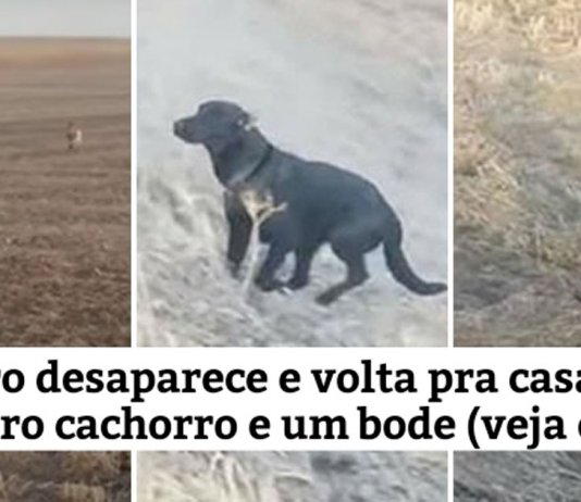 Cãozinho desaparecido volta para casa com outro cachorro e um bode