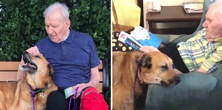 Essa cadelinha é o anjo da guarda de seu dono com Alzheimer. Ele a enche de beijos para não esquecê-la.
