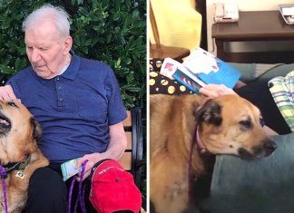 Essa cadelinha é o anjo da guarda de seu dono com Alzheimer. Ele a enche de beijos para não esquecê-la.