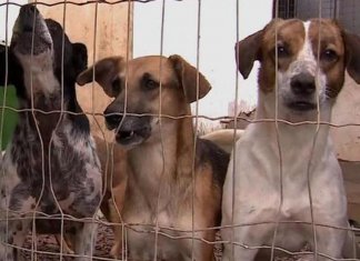 Deixar cachorro acorrentado ou sempre preso torna-se crime em Florianópolis