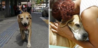 Com fé e esperança, cão aguarda há dois anos que seu dono saia do hospital Com fé e esperança, cão aguarda há dois anos que seu dono saia do hospital