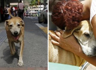 Com fé e esperança, cão aguarda há dois anos que seu dono saia do hospital