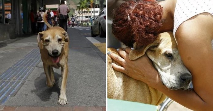Com fé e esperança, cão aguarda há dois anos que seu dono saia do hospital