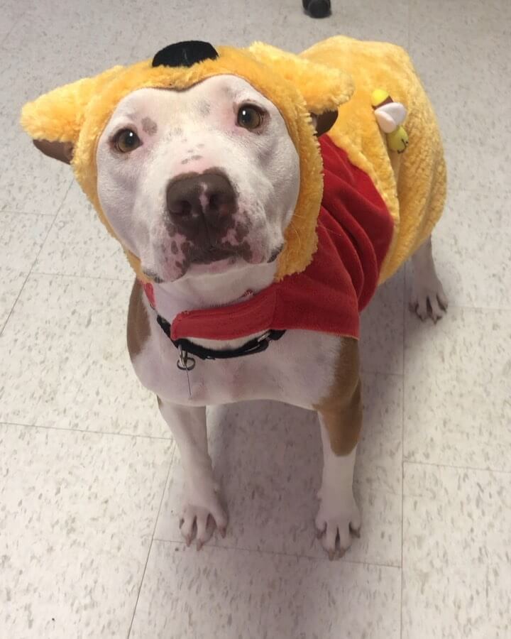 contioutra.com - Abrigo veste cachorrinha pit bull em trajes de Halloween para incentivar sua adoção - e funciona!