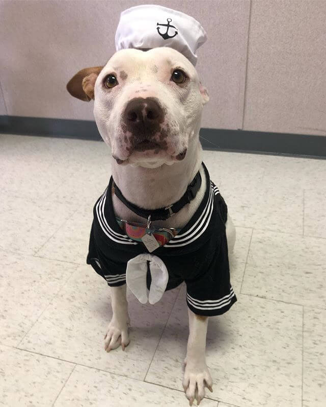 contioutra.com - Abrigo veste cachorrinha pit bull em trajes de Halloween para incentivar sua adoção - e funciona!