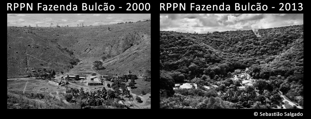 contioutra.com - Casal de brasileiros recupera floresta do tamanho de mais de mil campos de futebol em MG