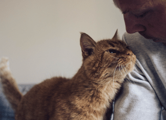 Gatos se apegam aos donos tanto quanto cachorros, confirma estudo