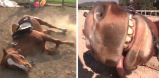 Cavalo preguiçoso finge ter “batido as botas” toda vez que alguém tenta montá-lo
