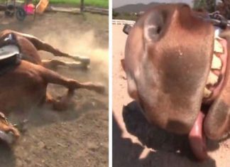 Cavalo preguiçoso finge ter “batido as botas” toda vez que alguém tenta montá-lo