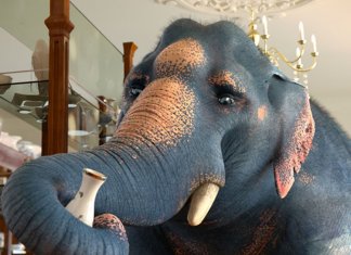 A metáfora da indelicadeza: o elefante em loja de porcelanas