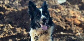 Morre “Thor”, cão-herói que atuou nas buscas em Mariana e Brumadinho