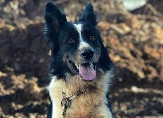 Morre “Thor”, cão-herói que atuou nas buscas em Mariana e Brumadinho