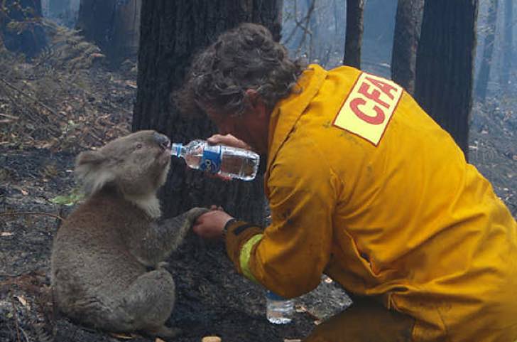 contioutra.com - “Uma tragédia absoluta”: mais de 300 coalas estão morrendo nos incêndios florestais da Austrália