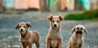 É sancionada lei que pune e multa em até R$ 5 mil quem maltratar animais em Goiás É sancionada lei que pune e multa em até R$ 5 mil quem maltratar animais em Goiás