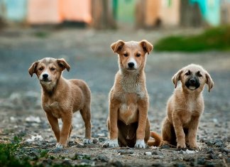 É sancionada lei que pune e multa em até R$ 5 mil quem maltratar animais em Goiás