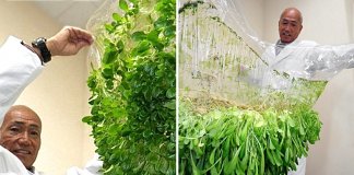 Japoneses criam técnica agrícola que permite cultivar sem terra.