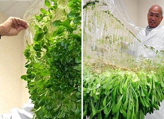 Japoneses criam técnica agrícola que permite cultivar sem terra.
