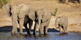 Vivendo na seca no Zimbábue, 600 elefantes foram resgatados e serão realocados para terras férteis