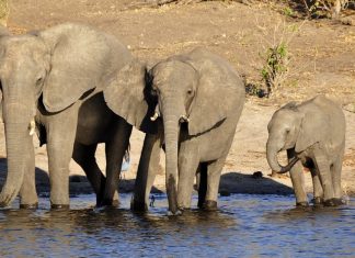Vivendo na seca no Zimbábue, 600 elefantes foram resgatados e serão realocados para terras férteis