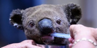 “Uma tragédia absoluta”: mais de 300 coalas estão morrendo nos incêndios florestais da Austrália