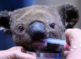 “Uma tragédia absoluta”: mais de 300 coalas estão morrendo nos incêndios florestais da Austrália