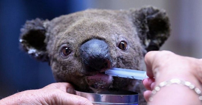 “Uma tragédia absoluta”: mais de 300 coalas estão morrendo nos incêndios florestais da Austrália