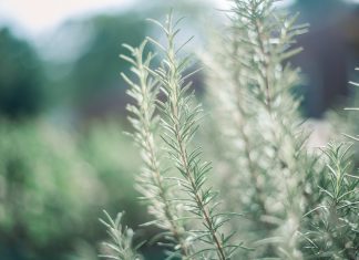 Saiba qual é a erva aromática que tem superpoderes contra Alzheimer e demência