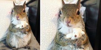 Esquilo que não dorme sem seu ursinho de pelúcia conquista corações na web