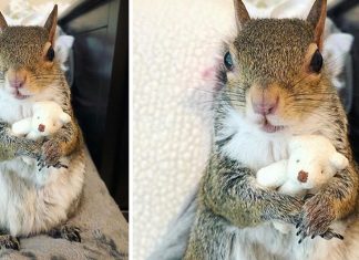 Esquilo que não dorme sem seu ursinho de pelúcia conquista corações na web