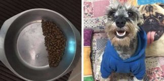 Cãozinho adotado economiza ração em seu potinho devido a traumas do passado Cãozinho adotado economiza ração em seu potinho devido a traumas do passado
