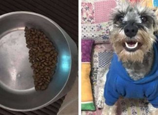 Cãozinho adotado economiza ração em seu potinho devido a traumas do passado