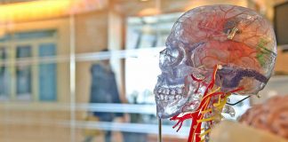 Pesquisadores descobrem maneira de evitar crises de epilepsia sem auxílio de medicamentos