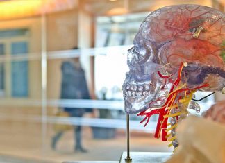 Pesquisadores descobrem maneira de evitar crises de epilepsia sem auxílio de medicamentos