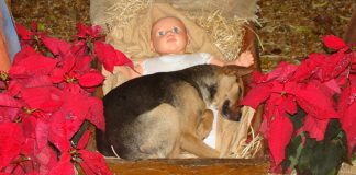 Cachorrinho abandonado comove cidade ao encontrar conforto em Presépio de Natal Cachorrinho abandonado comove cidade ao encontrar conforto em Presépio de Natal