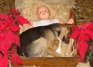 Cachorrinho abandonado comove cidade ao encontrar conforto em Presépio de Natal