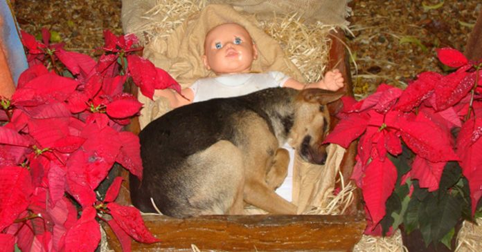Cachorrinho abandonado comove cidade ao encontrar conforto em Presépio de Natal