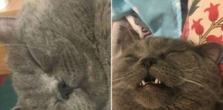 Gato que tinha duas casas, dois nomes e duas donas é desmascarado