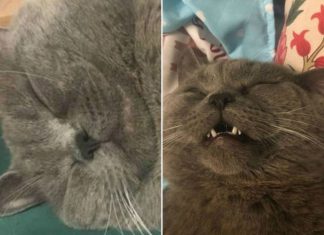 Gato que tinha duas casas, dois nomes e duas donas é desmascarado