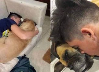 Cadela falece abraçada ao dono depois de sofrer ataque cardíaco por causa de fogos de artifício