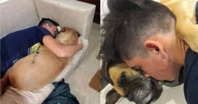 Cadela falece abraçada ao dono depois de sofrer ataque cardíaco por causa de fogos de artifício