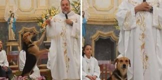 Padre resgata cães de rua e os leva para a missa para serem adotados
