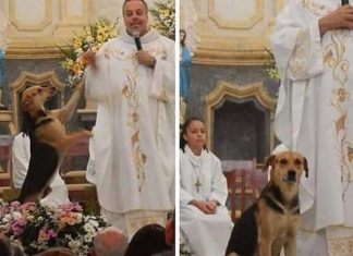Padre resgata cães de rua e os leva para a missa para serem adotados