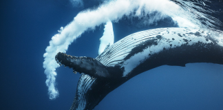 Após a proibição da caça, a população de baleias jubarte sobe de 450 para 25 mil.