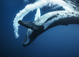 Após a proibição da caça, a população de baleias jubarte sobe de 450 para 25 mil.